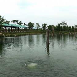 イトウが釣れた！ ～フィッシングパーク高島の泉～